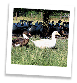 Élevage de canard en plein air