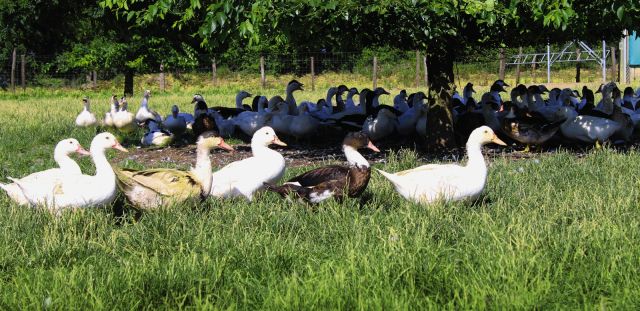 élevage de canards mulard